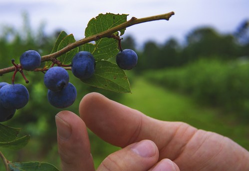 hand holding berries