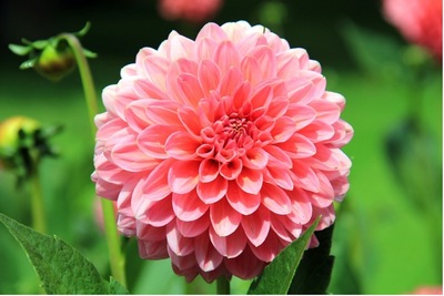 A close-up of a pink flower