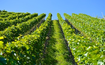 vineyard-cornelius OR washington County DUI